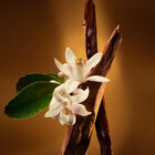 בושם לאישה ZADIG L'INTENSE א.ד.פ image number null