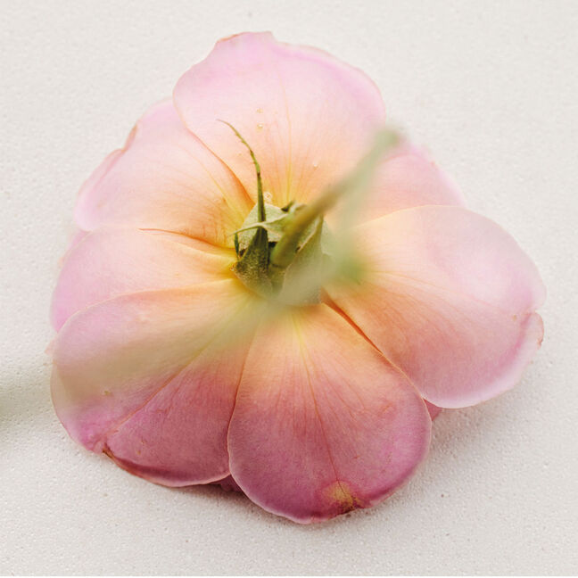 ROSA DAMASCENA
