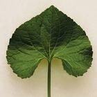 VIOLET image number null