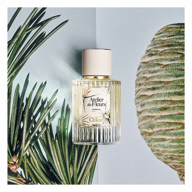 CEDRUS LIMITED EDITION