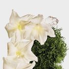 מיסט לגוף ולשיער COTTON MUSK image number null