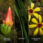 בושם לאישה DAISY WILD EXTRA א.ד.פ image number null