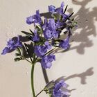 HYSOPE image number null