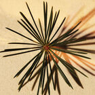 CEDRUS INTENSE image number null