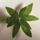 VERBENA image number null