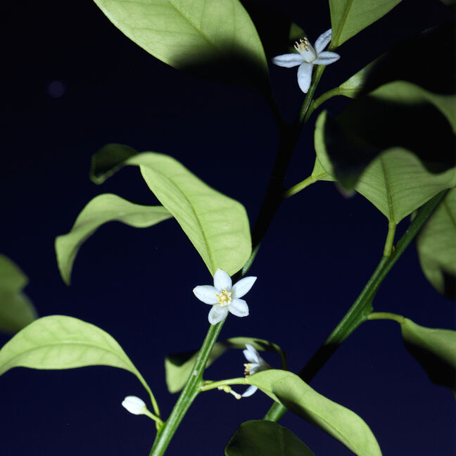 בושם לאישה NOMADE NIGHT א.ד.פ