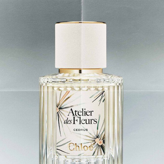 CEDRUS LIMITED EDITION