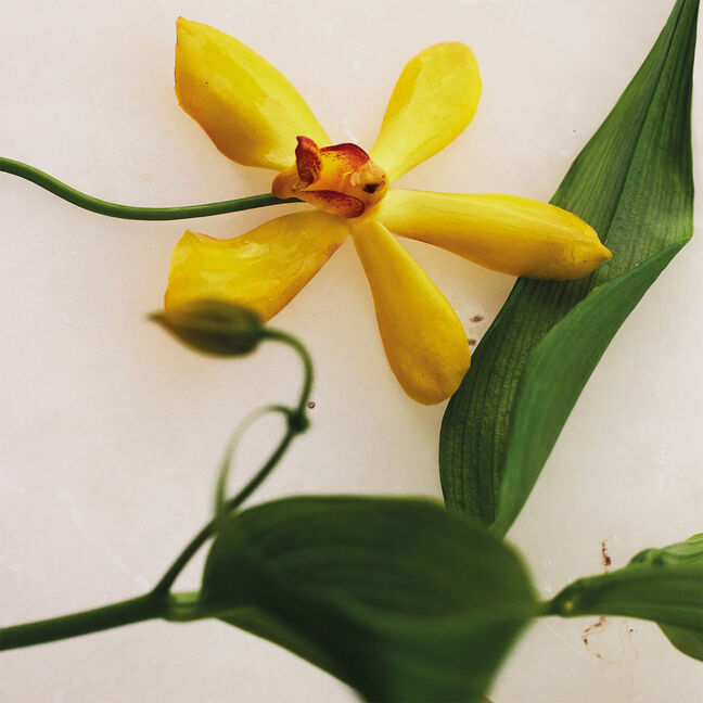 VANILLA PLANIFOLIA