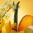 בושם לאישה EUPHORIA SOLAR ELIXIR INTENSE פרפיום image number null