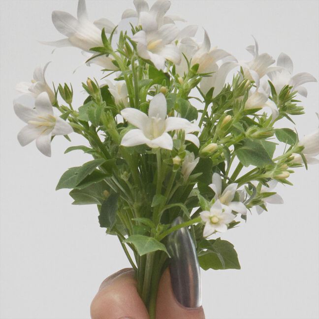 בושם לאישה PERFECT א.ד.ט