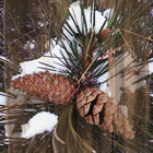 WOODS CANDLE image number null