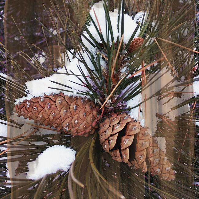 WOODS CANDLE
