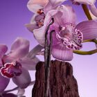 בושם לאישה EUPHORIA BOLD ELIXIR INTENSE פרפיום image number null