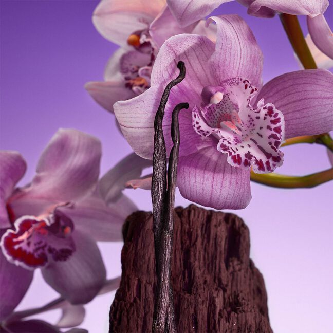 בושם לאישה EUPHORIA BOLD ELIXIR INTENSE פרפיום