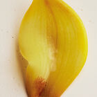 NARCISSE POETICUS image number null